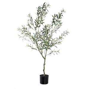 Árbol Olivo verde en maceta L