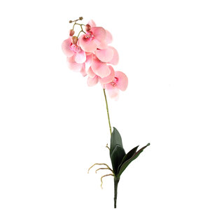 Flor de orquídea rosa claro Phalaenopsis-Spray