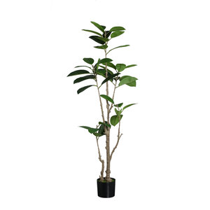 Planta de ficus verde árbol
