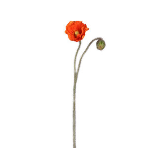 Amapola Rama de amapola naranja con capullo