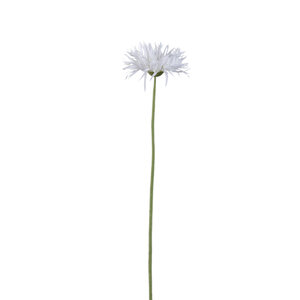 Gerbera Blume Gerbera blanca