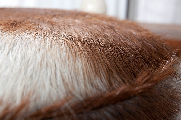 Hocker HIDE  der Firma Casa Élite