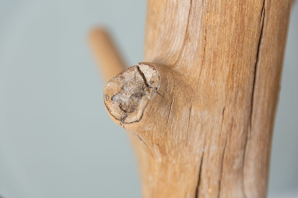 Garderobenständer TREE der Firma Casa Élite