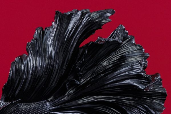 Deko-Fisch CROWNTAIL der Firma Casa Élite