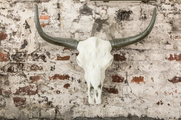 Wanddekoration Schädel EL TORO  der Firma Casa Élite